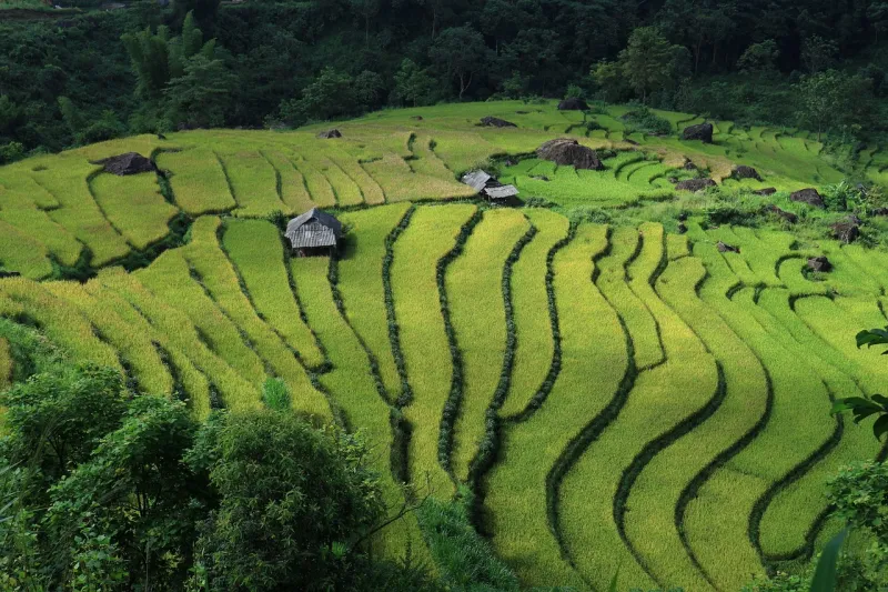 Vetnam — 11 kun (premium)
